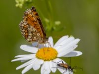 Melitaea athalia Bråfors, Norberg, Västmanland, Sweden 20150705_1057