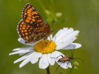 Melitaea athalia Bråfors, Norberg, Västmanland, Sweden 20150705_1060