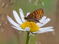 Melitaea athalia Bråfors, Norberg, Västmanland, Sweden 20150705_1075