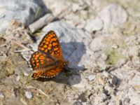 Melitaea athalia Fjärilsvägen, Grinduga, Gävle, Gästrikland, Sweden 20150705_1174