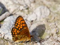 Melitaea athalia Fjärilsvägen, Grinduga, Gävle, Gästrikland, Sweden 20150705_1177