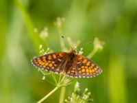 Melitaea athalia Fjärilsvägen, Grinduga, Gävle, Gästrikland, Sweden 20150705_1310