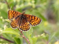 Melitaea athalia Snörum, Västervik, Småland, Sweden 20150712_0018