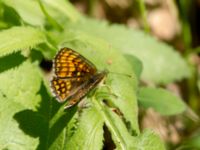 Melitaea athalia Stintorp, Söderköping, Östergötland, Sweden 20190608_0070