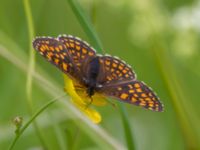 Melitaea britomartis Västmanland, Sweden 20150705_1016