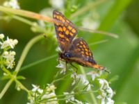 Melitaea britomartis Västmanland, Sweden 20150705_1025