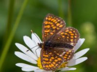 Melitaea britomartis Västmanland, Sweden 20150705_1105