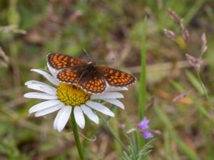 Melitaea britomartis - Assmann's Fritillary - Veronikanätfjäril