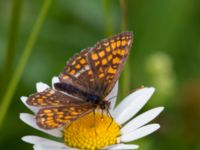 Melitaea britomartis Västmanland, Sweden 20150705_1104