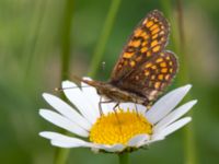 Melitaea britomartis Västmanland, Sweden 20150705_1109