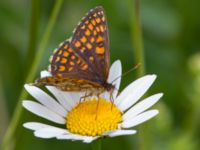 Melitaea britomartis Västmanland, Sweden 20150705_1117