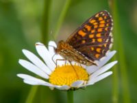 Melitaea britomartis Västmanland, Sweden 20150705_1123