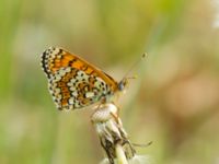 Melitaea cinxia Tveta reningsverk, Mörbylånga, Öland, Sweden 20170525_0453