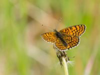 Melitaea cinxia Tveta reningsverk, Mörbylånga, Öland, Sweden 20170525_0458