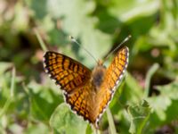 Melitaea cinxia Tveta vattenverk, Mörbylånga, Öland, Sweden 20150606B_0038