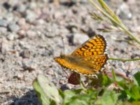 Melitaea cinxia Tveta vattenverk, Mörbylånga, Öland, Sweden 20150606B_0044