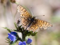 Melitaea cinxia Vombs östra vattenverksdammar, Lund, Skåne, Sweden 20130617-175