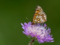 Melitaea diamina Fjärilsvägen, Grinduga, Gävle, Gästrikland, Sweden 20150705_1334