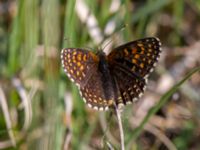 Melitaea diamina Högmosse Vanserums malm, Borgholm, Öland, Sweden 20150606_0177