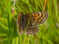 Melitaea diamina Lyngsjön, Kristianstad, Skåne, Sweden 20170719_0015