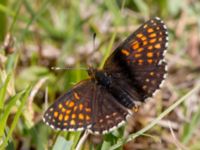 Melitaea diamina Stensoffa fuktäng, Lund, Skåne, Sweden 20140601_0017