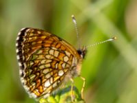 Melitaea diamina Stensoffa fuktäng, Lund, Skåne, Sweden 20140601_0093