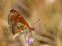 Melitaea didyma Haclar, Turkey 20120625B 325