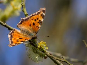 Nymphalis xanthomelas - Scarce Tortoiseshell - Videfuks