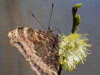 Nymphalis xanthomelas Nässjön, Ronneby, Blekinge, Sweden 20140420_0232