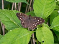 Pararge aegeria Övedsgården, Sjöbo, Skåne, Sweden 20160714_0119