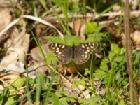 Pararge aegeria Borstabäcken, Eslöv, Skåne, Sweden 20160505_0185