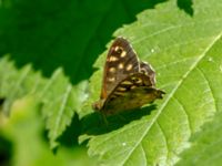 Pararge aegeria Sumpskogen, Klagshamns udde, Malmö, Skåne, Sweden 20190711_0006