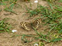 Pararge aegeria Toarp, Malmö, Skåne, Sweden 20180511_0025