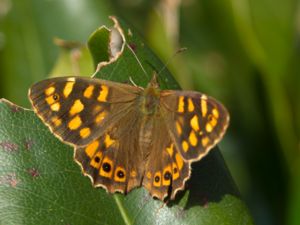 Pararge xiphioides - Canary Speckled Wood - Vitbandad kvickgräsfjäril