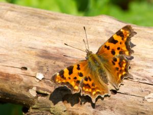 Polygonia c-album - Comma Butterfly - Vinbärsfuks