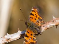 Polygonia c-album Hällevik, Stenshuvud, Simrishamn, Skåne, Sweden 20140420_0282