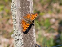 Polygonia c-album Hällevik, Stenshuvud, Simrishamn, Skåne, Sweden 20140420_0366