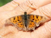 Polygonia c-album Käglinge rekreationsområde, Malmö, Skåne, Sweden 20200714_0022