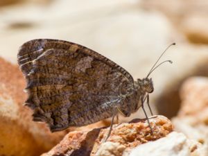 Pseudochazara thelephassa - Baluchi Rockbrown - Turangräsfjäril