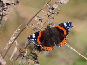 Vanessa atalanta - Red Admiral - Amiral