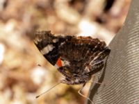 Vanessa atalanta 650 m NE Hildelund, Svedala, Skåne, Sweden 20190701_0091