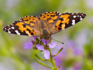 Vanessa cardui - Painted Lady - Tistelfjäril