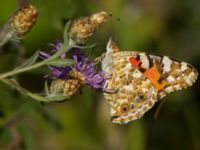 Cynthia cardui 2.0 km N Aderbiyevka, Krasnodar, Russia 20160911_1060