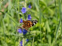 Cynthia cardui Björkelundadammen, Malmö, Skåne, Sweden 20160602_0050