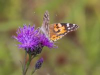 Vanessa cardui Björkskogen, Klagshamns udde, Malmö, Skåbe, Sweden 20240724_0262