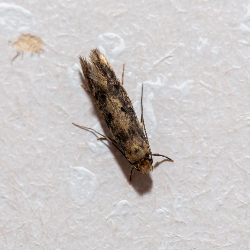 Hofmannophila pseudospretella - Brown House-moth - Trepunktsskräpmal