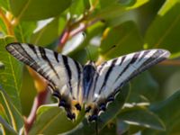 Iphiclides podalirius Elounda, Crete, Greece 20130705B 094