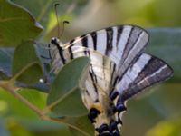 Iphiclides podalirius Elounda, Crete, Greece 20130705B 100