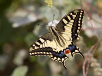 Papilio machaon Gergeri, Crete, Greece (11)