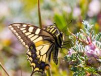 Papilio machaon Nemrut Dagi, Turkey 20120704B 030